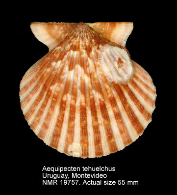 Aequipecten tehuelchus.jpg - Aequipecten tehuelchus(d'Orbigny,1842)